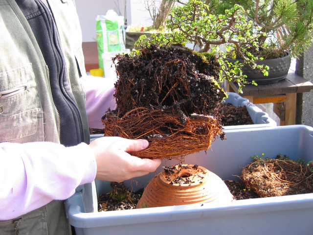 remoção do composto das raizes do ulmus