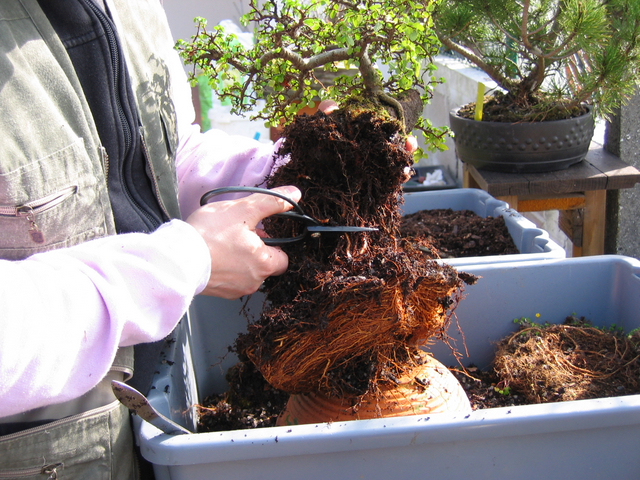 corte das raízes do ulmus parvifolia