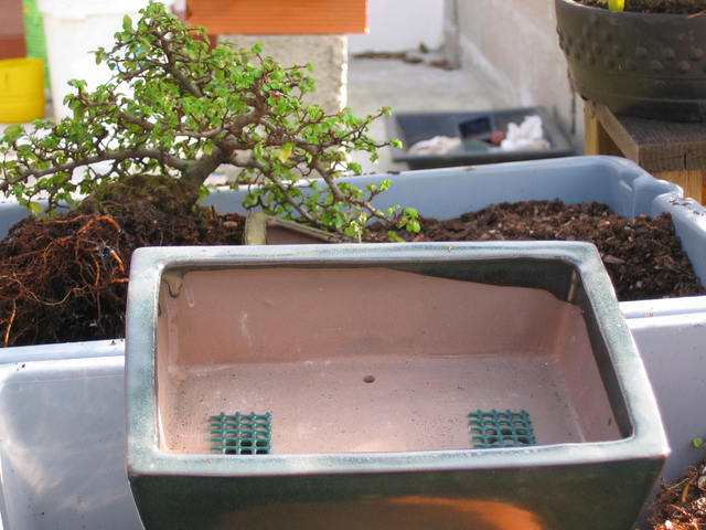 preparação do vaso para o ulmus parvifolia - rede para os furos de drenagem