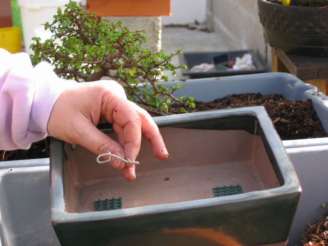 preparação do vaso para o ulmus parvifolia - arame para segurar as redes de drenagem