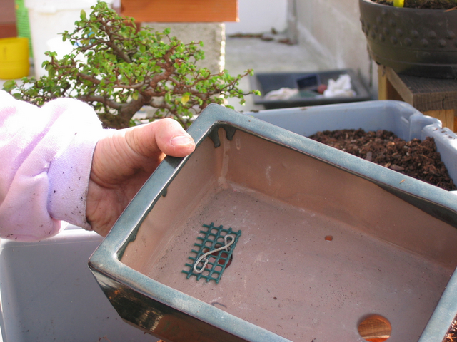 preparação do vaso para o ulmus parvifolia - colocação dos arames na rede e no vaso