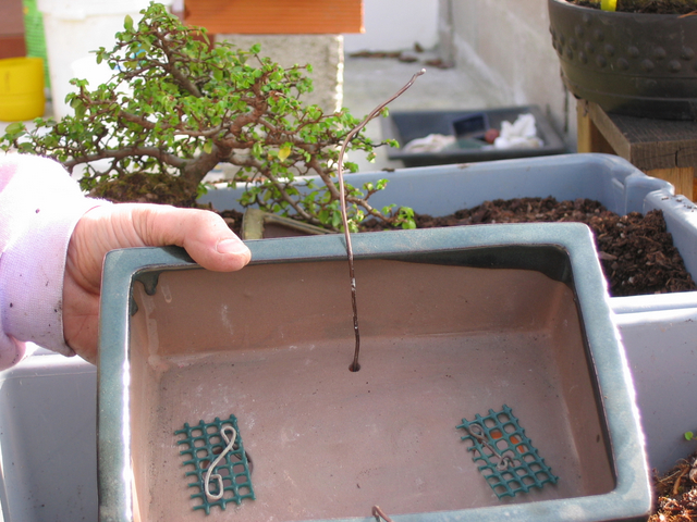 preparação do vaso para o ulmus parvifolia - rede de drenagem e arame de fixação do bonsai ao vaso concluido