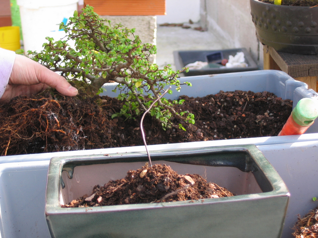 preparação do vaso para o ulmus parvifolia - colocação do composto