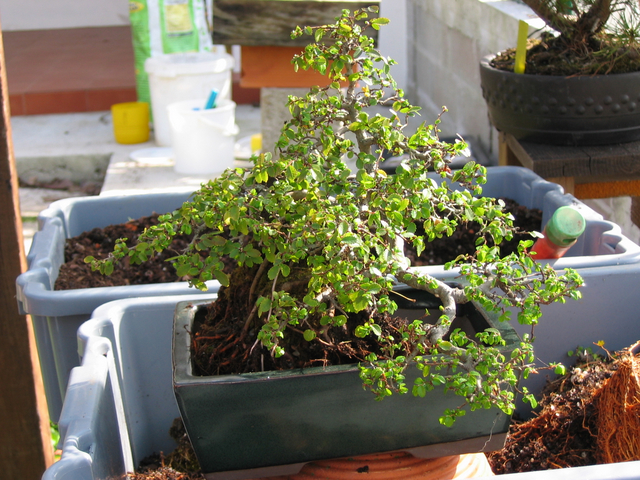 colocação do bonsai no vaso vista frontal