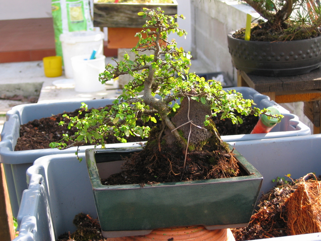 colocação do bonsai no vaso vista de tras