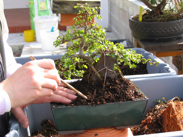 infiltração do composto nas raizes do bonsai de ulmus