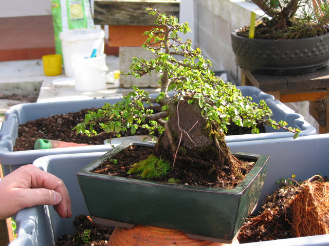 fim do processo da muda de vaso de bonsai de ulmus parvifolia