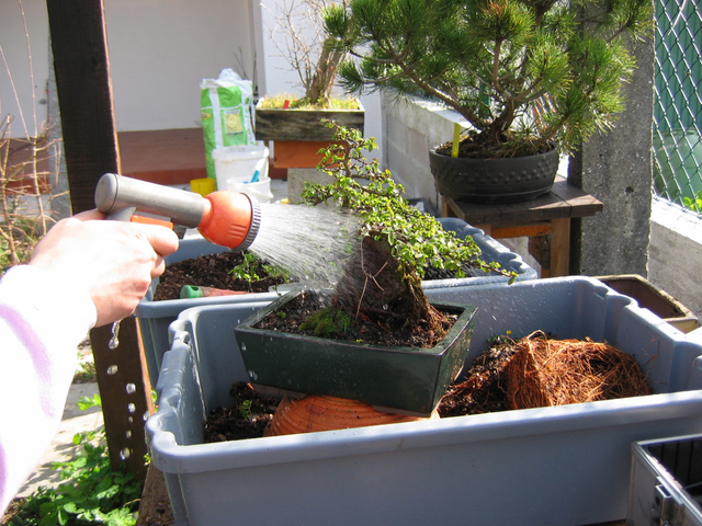 fim do processo da muda de vaso de bonsai de romazeira