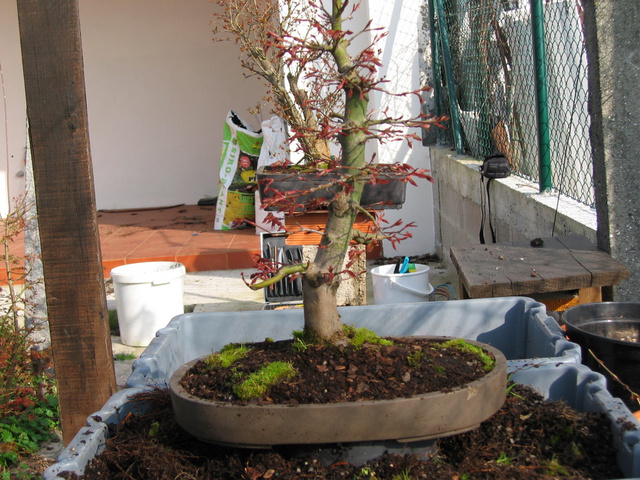 Fim do processo de muda de vaso em bonsai Acer Palmatum